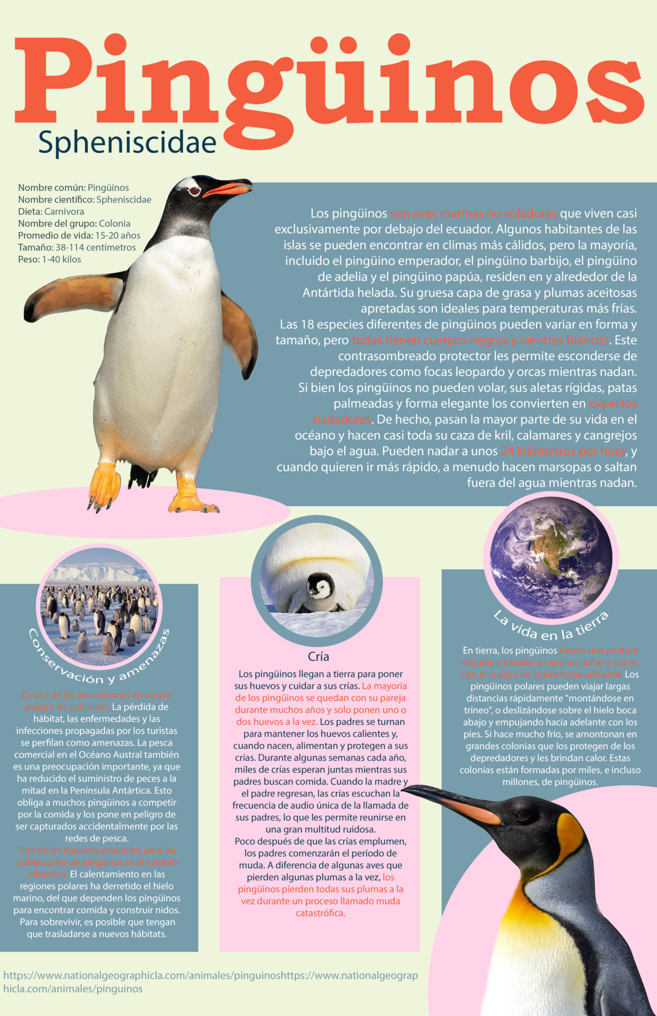 INFOGRAFIA CIENTIFICA PINGUINOS